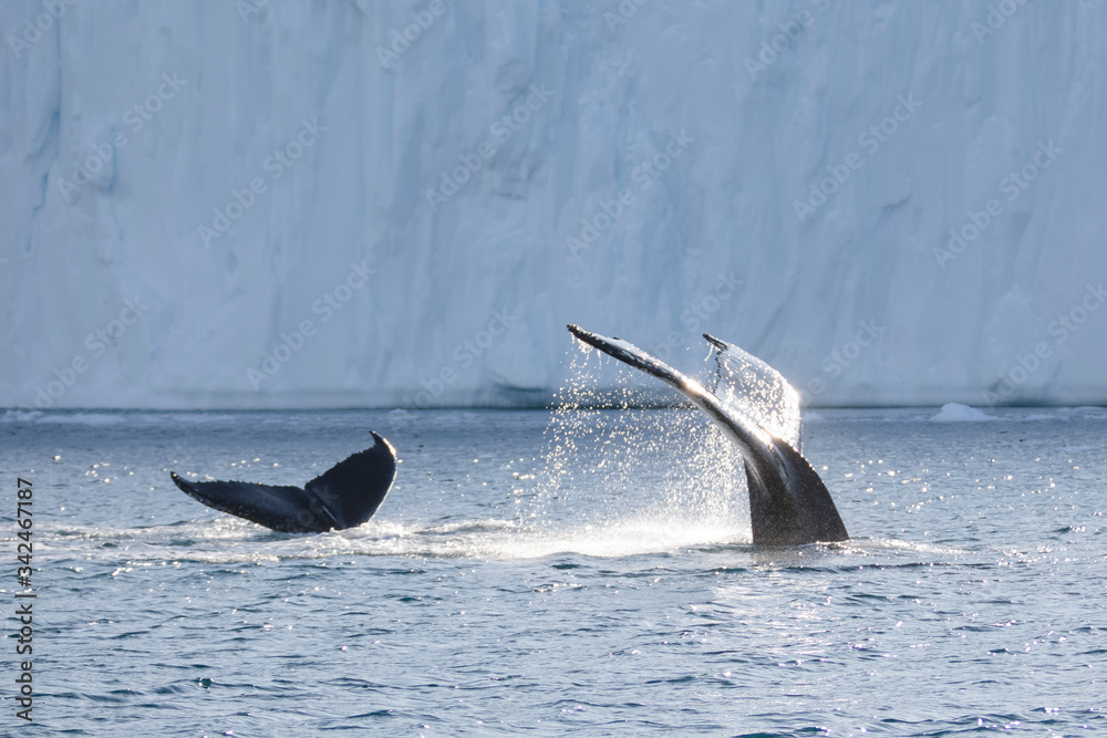 Fototapeta premium Wale