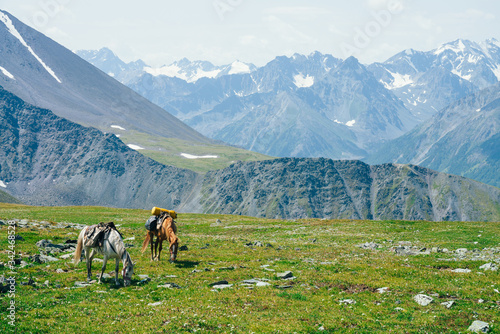 Two beautiful horses is grazing on green alpine meadow among big snowy mountains. Wonderful scenic landscape of highland nature with horses. Vivid mountain scenery with pack horses and giant glaciers. © Daniil