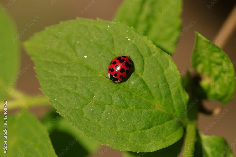 Red ladybug sitting on leaf Red ladybug sitting on leaf