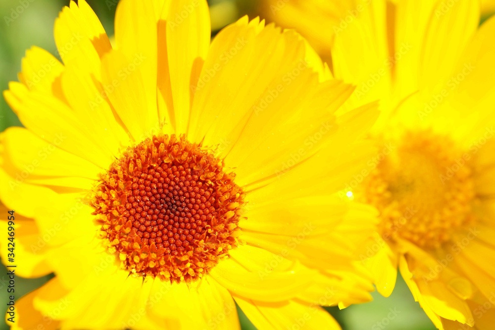 Calendula officinalis - Asteraceae (Marigold flower). Calendula medicinal plant. Calendula officinalis flower field plant. Macro herbal tea calendula plant flower Calendula officinalis - Asteraceae (Marigold flower). Calendula medicinal plant. Calendula officinalis flower field plant. Macro herbal tea calendula plant flower