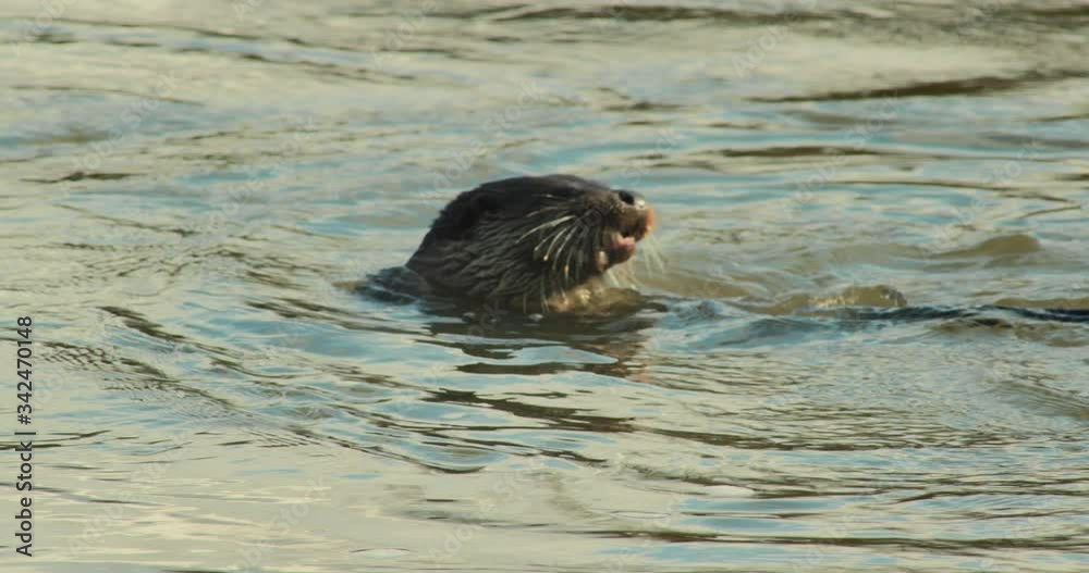 Eurasian otter (Lutra lutra) feeding and swimming in river, Blandford Forum, Dorset, UK Eurasian otter (Lutra lutra) feeding and swimming in river, Blandford Forum, Dorset, UK