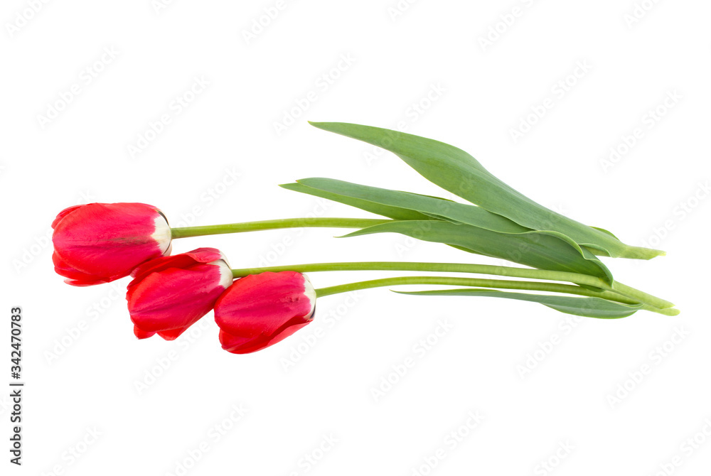 three tulip flowers on a white background isolated
