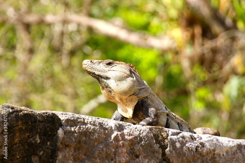 iguana on a rock © b