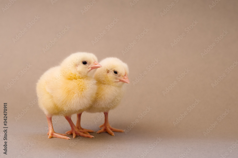 two cute little yellow chicken shells on a gray background