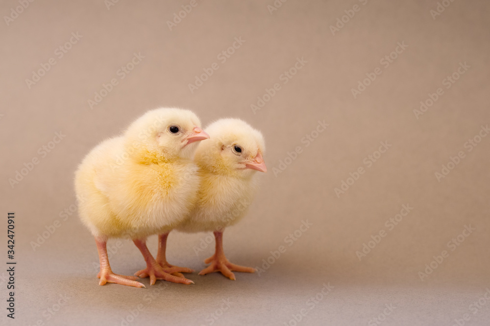 two cute little yellow chicken shells on a gray background two cute little yellow chicken shells on a gray background