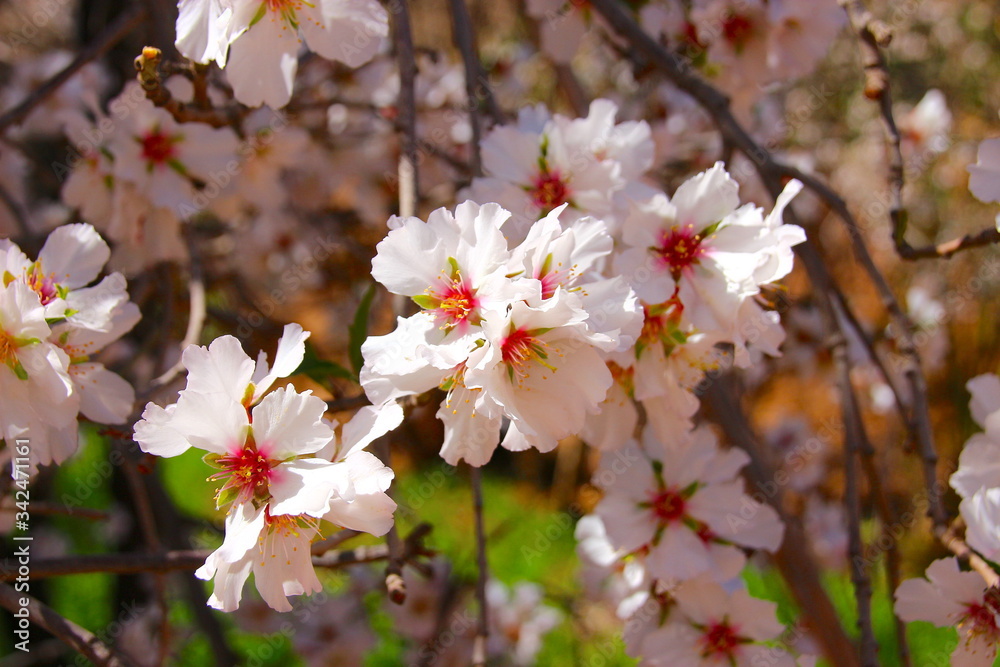 pink cherry blossom