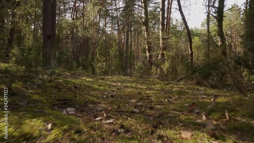walk on the path in the beautiful spring forest