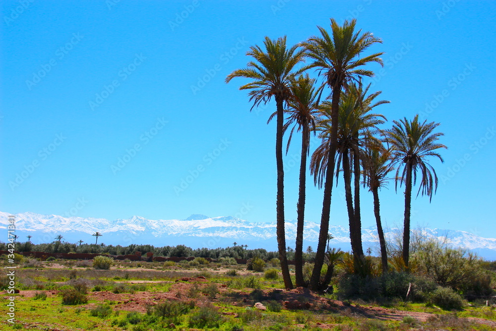 palm trees in the desert palm trees in the desert