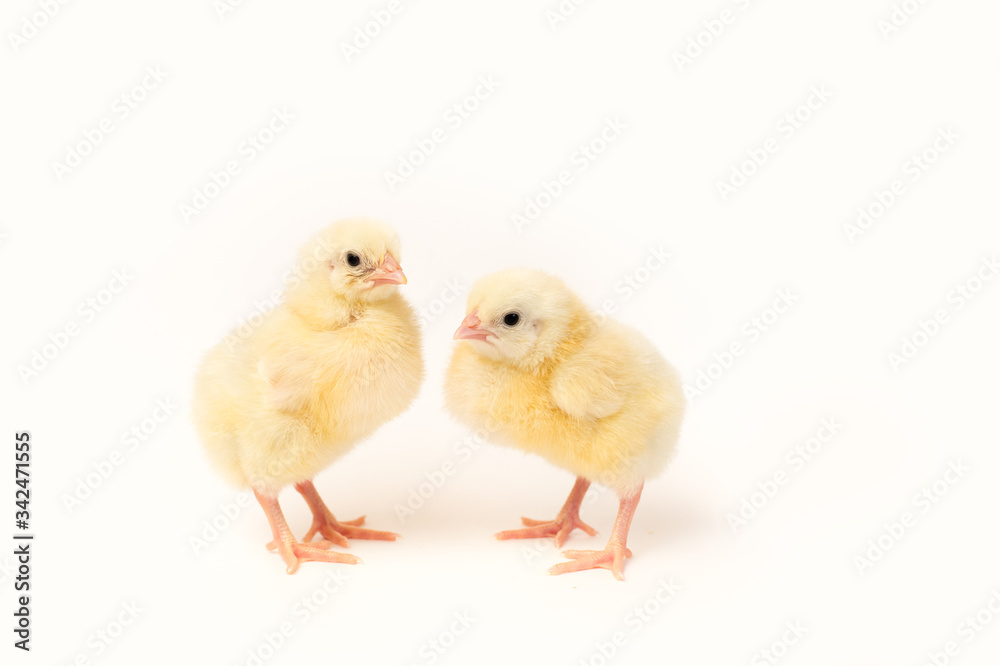 two cute little yellow chicken on a white background