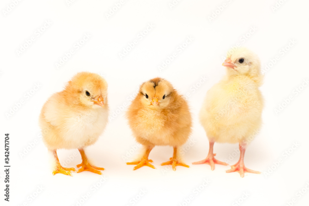 three cute little yellow chicken on a white background