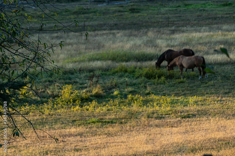 Fototapeta premium horses wandering around a ranch and grazing at dusk