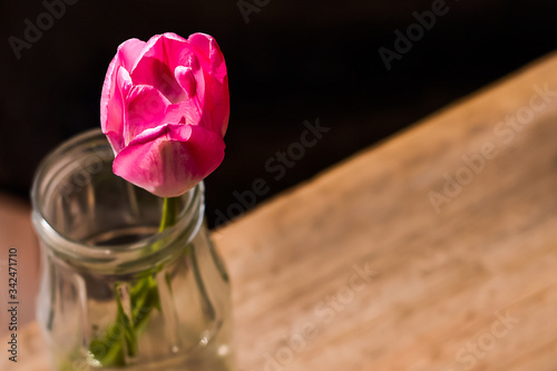 flower, pink, floral, nature, background, tulip
