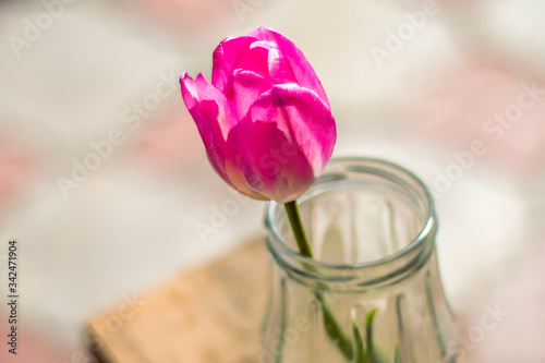 tulip, flower, pink, spring, nature, floral