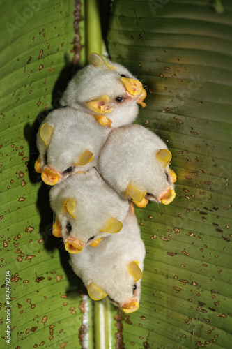 Fotografie Roosting colony of Honduran white bats