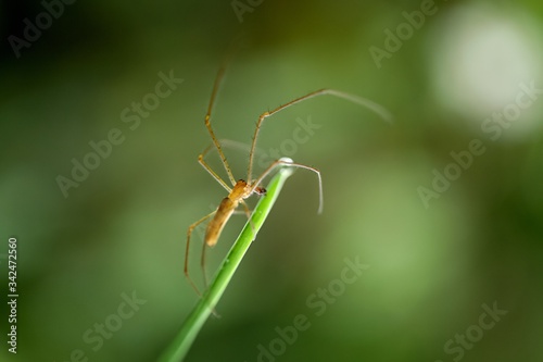 Araignée © mathisprod
