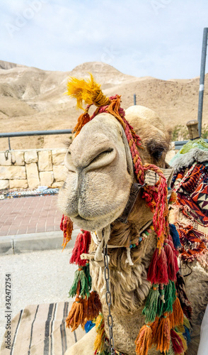 Camel at sea level marker on the road to the Dead Sea, Israel
