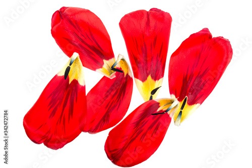 tulip petals on a white background isolated