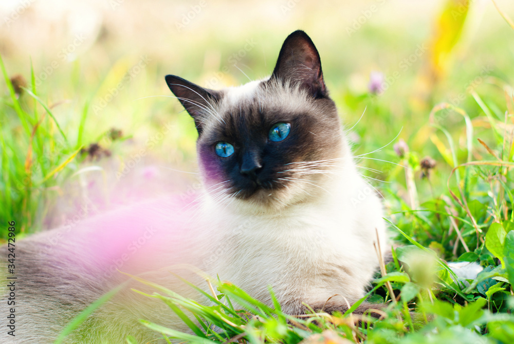 Cute Cat in Green Grass in Summer - Beautiful Siamese Cat with blue Eyes - Playing Cat - Pets Care Concept