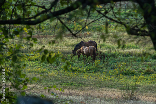 horses wandering around a ranch and grazing at dusk © Taya