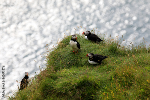 Bild auf Leinwand Vik / Iceland - August 15, 2017: Puffins at Dyrholaey promontory, Vik, Iceland,