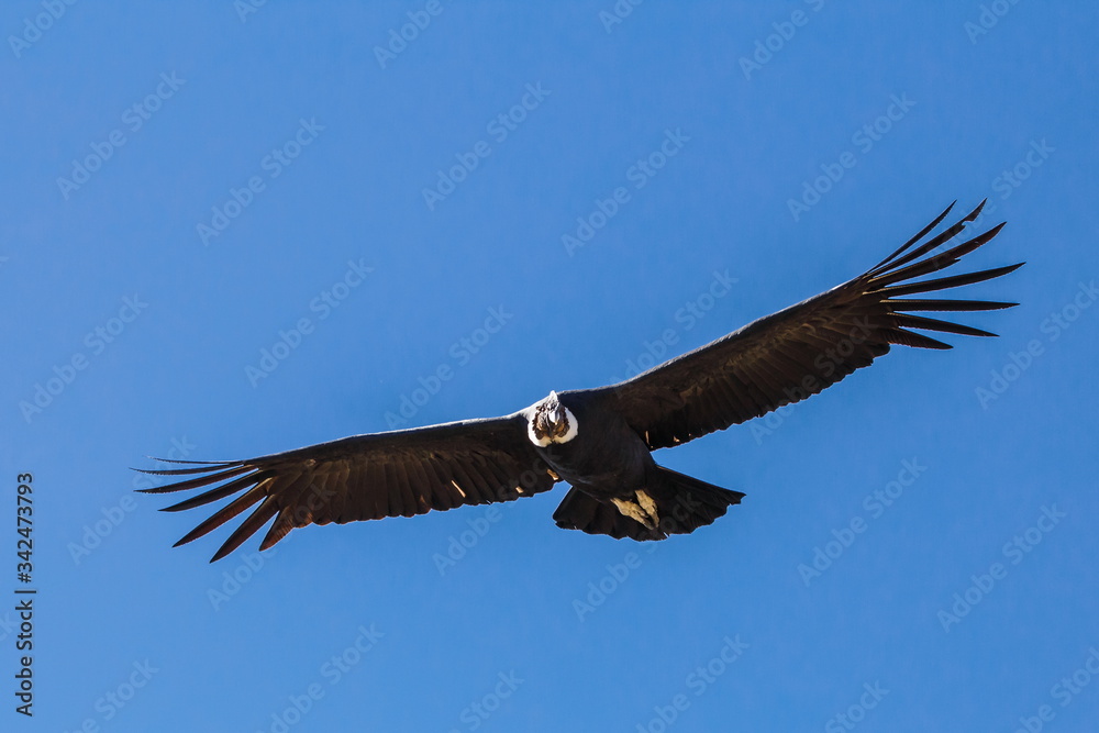 Obraz premium Condor andino