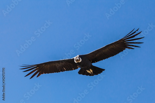 Condor andino