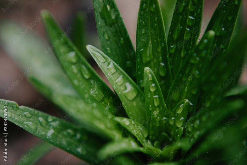Rain drops on plants Rain drops on plants