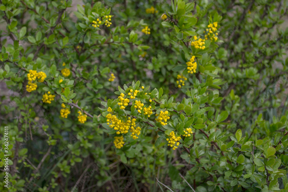 Matorral con pequeñisimas flores amarillas.