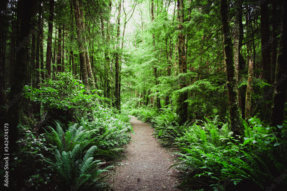 Enchanted trail through a green forest Enchanted trail through a green forest