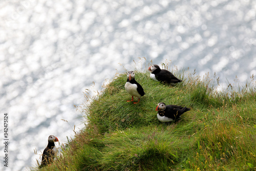 Foto Vik / Iceland - August 15, 2017: Puffins at Dyrholaey promontory, Vik, Iceland,