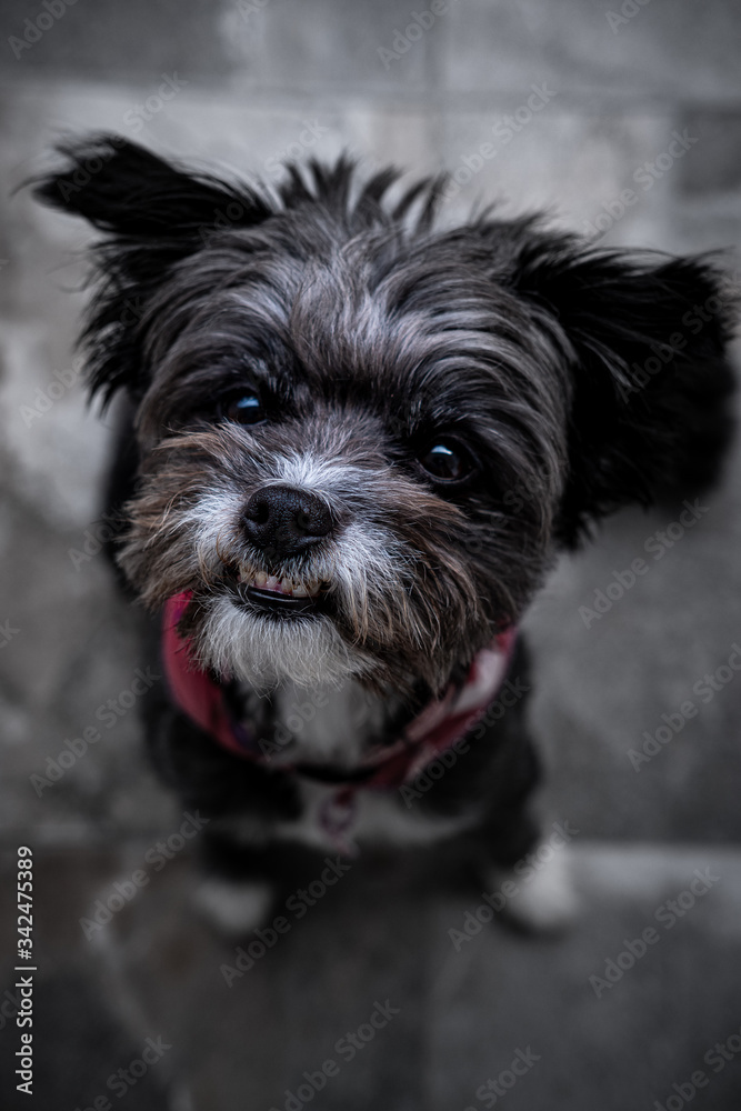 portrait of a small dog