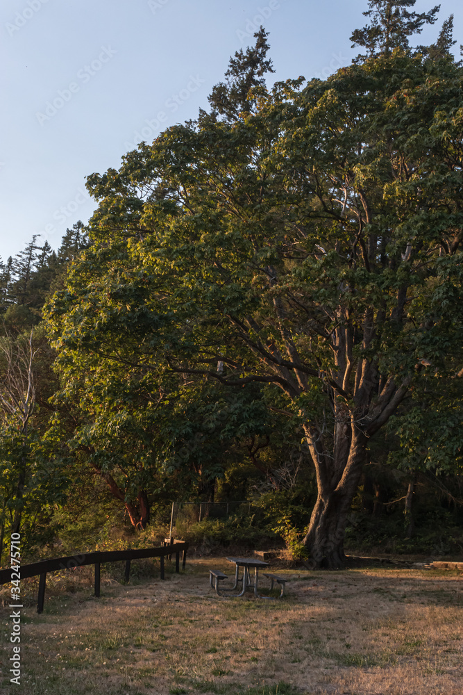 Naklejka premium sunlight streaming through the trees near sunset