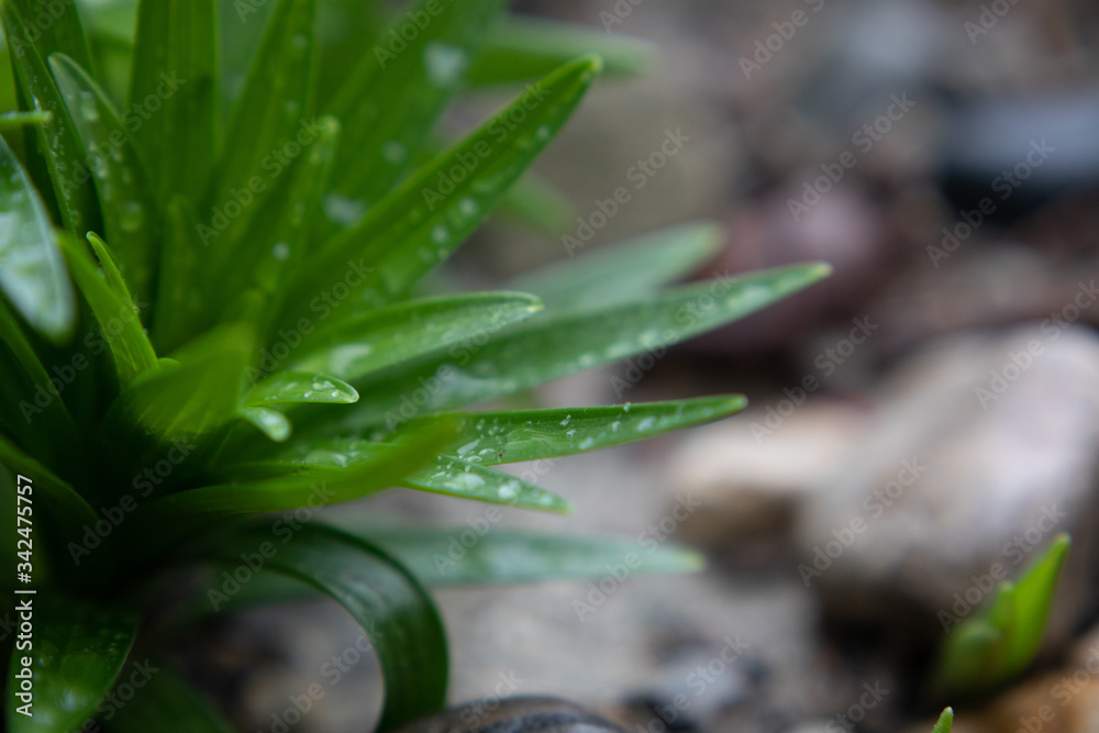 Obraz premium Rain drops on plants