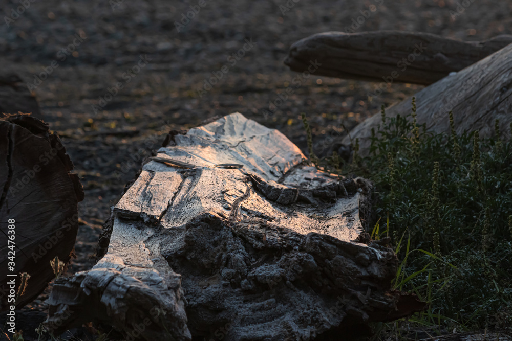 old white peice of driftwood lit up old white peice of driftwood lit up