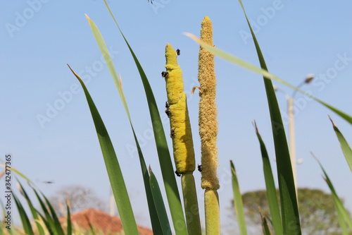 Cattail (Typha domingensis) - Unconventional Food Plants - PANC in Brazil. Plant found in the public park. photo
