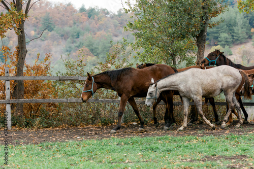 grazing horses spread across the field