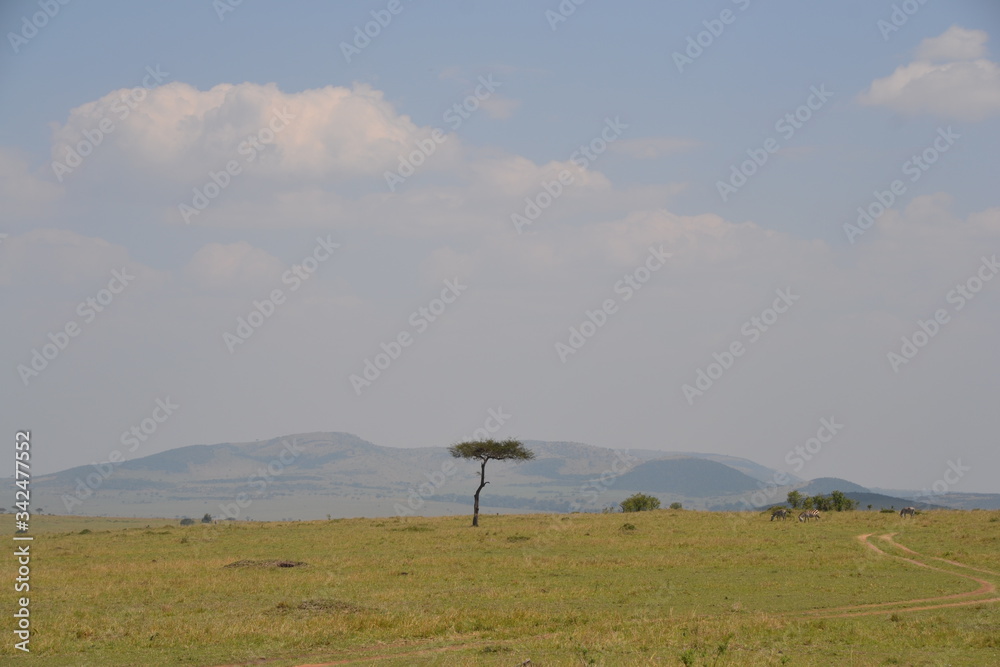 Naklejka premium Masai Mara