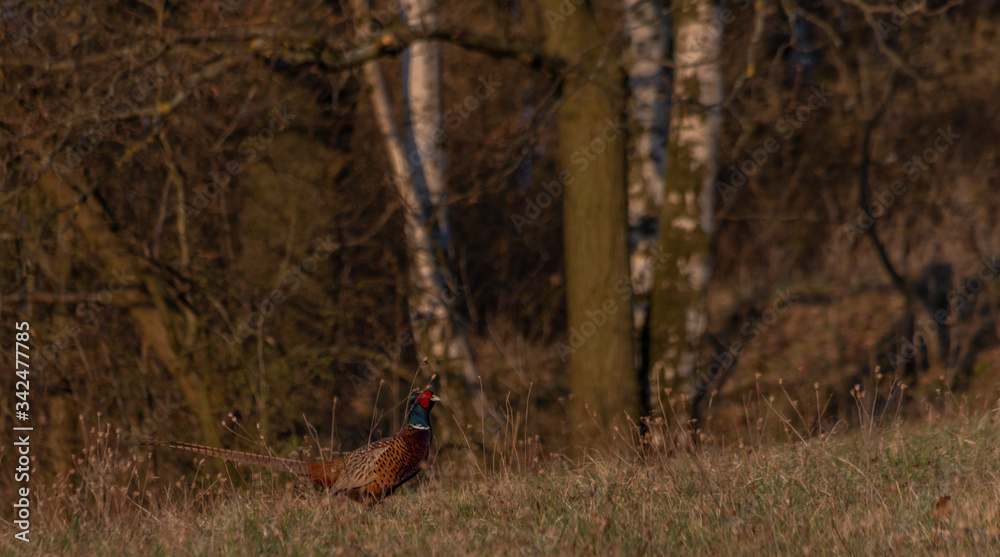 Naklejka premium Color nice pheasant on orange meadow in sunset evening time