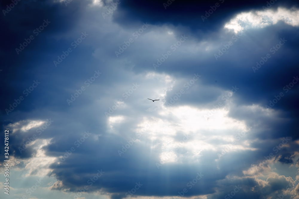 Sunset clouds and seagull, sky cloud background.