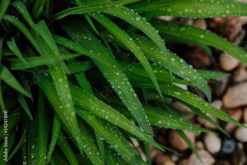 Rain drops on plants
