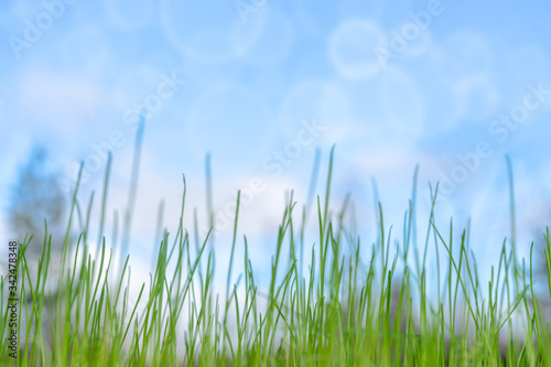 Tender spring background with fresh grass, blue sky and soft bokeh circles.