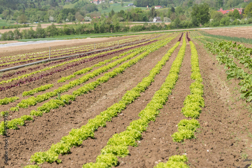 Pfl  cksalat am Salatfeld - Agrarkultur