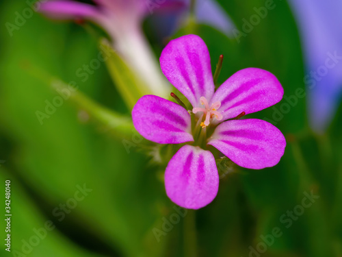 Little single violet color flower front of the green background