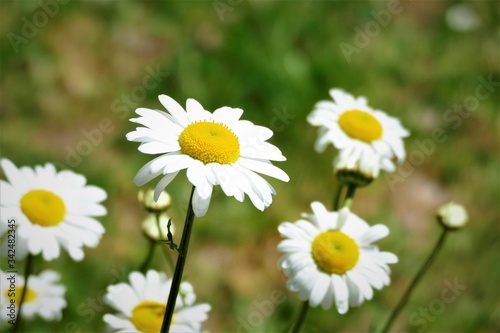 Daisy flower in the meadow