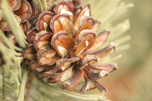 pine cones