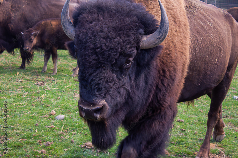 herd of buffalo together in group on green grass