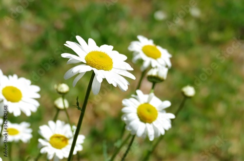 Daisy flower in the meadow
