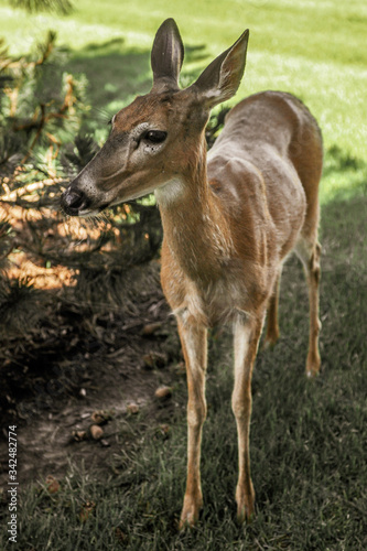 Female Deer in the woods 