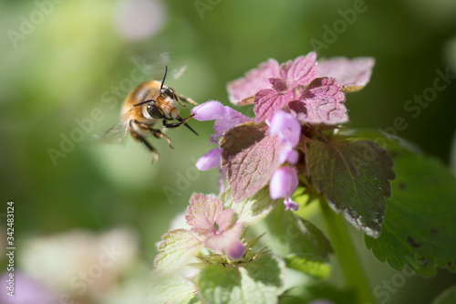 Wild hymenopteran honeybee insect in the process of pollinating a flower