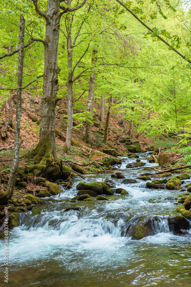 rapid water flow among the forest. trees in fresh green foliage. beautiful nature scenery in spring